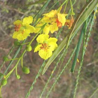 Parkinsonia aculeata L.